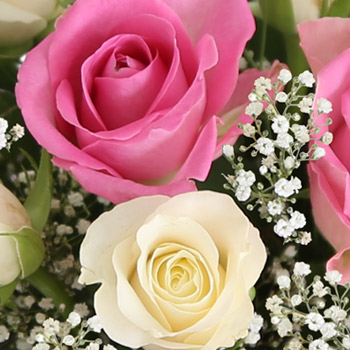 fairtrade-roses-R2350C